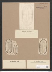 Surirella mexicana A. Schm. (de-Toni-Nr.: Genus 53, Species 2385) Zeichnungen Sammlung Grunow Nr. 4791 (NHMW-BOT-W0372932)